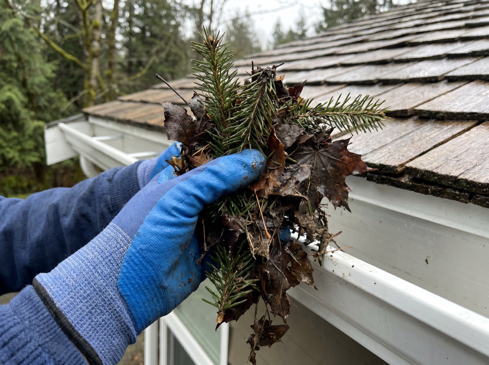 Gloved hands clearing wet fir needles and leaves from a home gutter