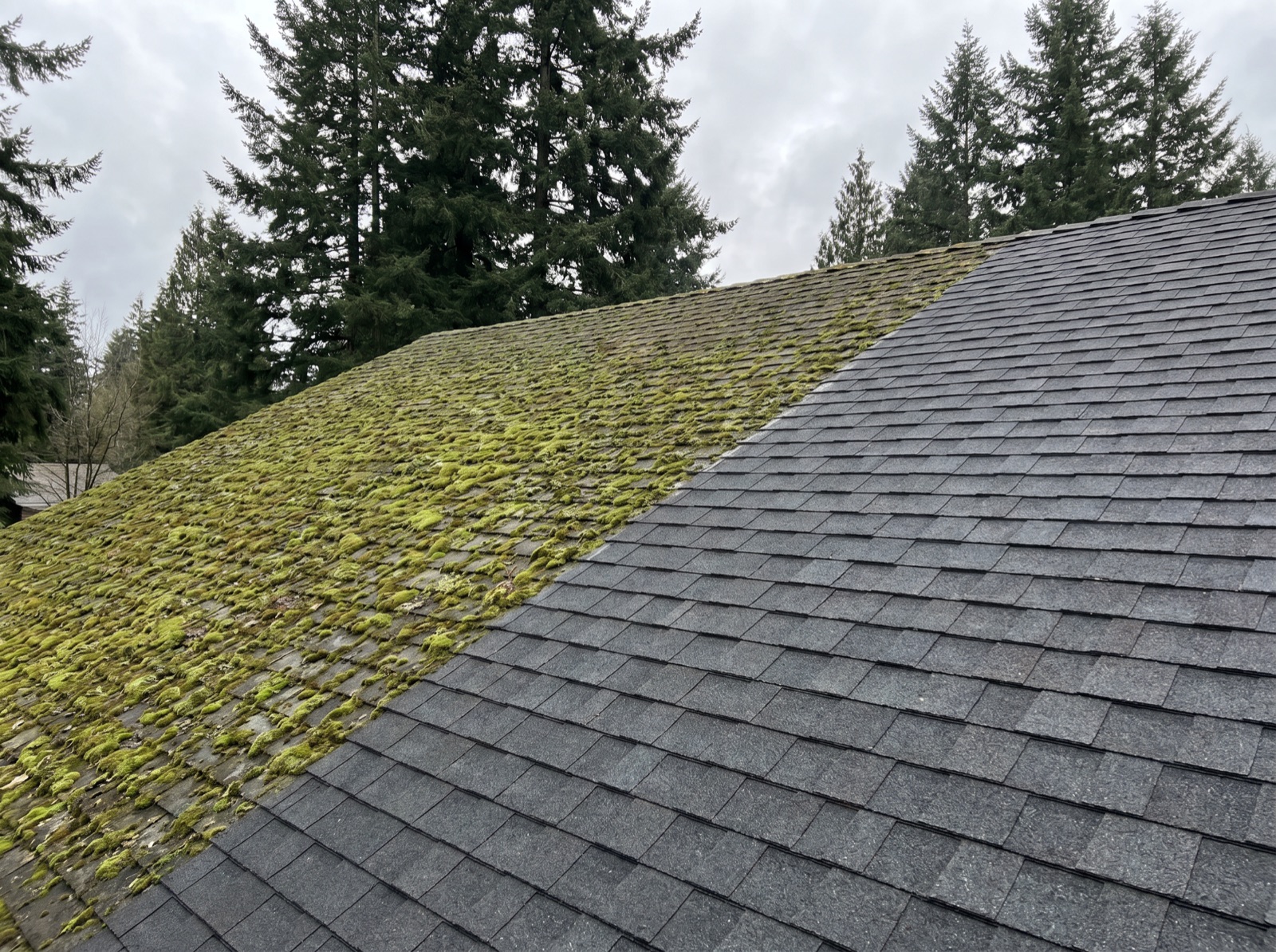 Roof with moss on one half and cleaned charcoal shingles on the other